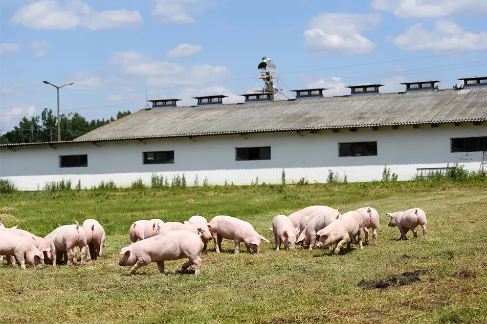 Modern pig farm little not these 6 pig equipment