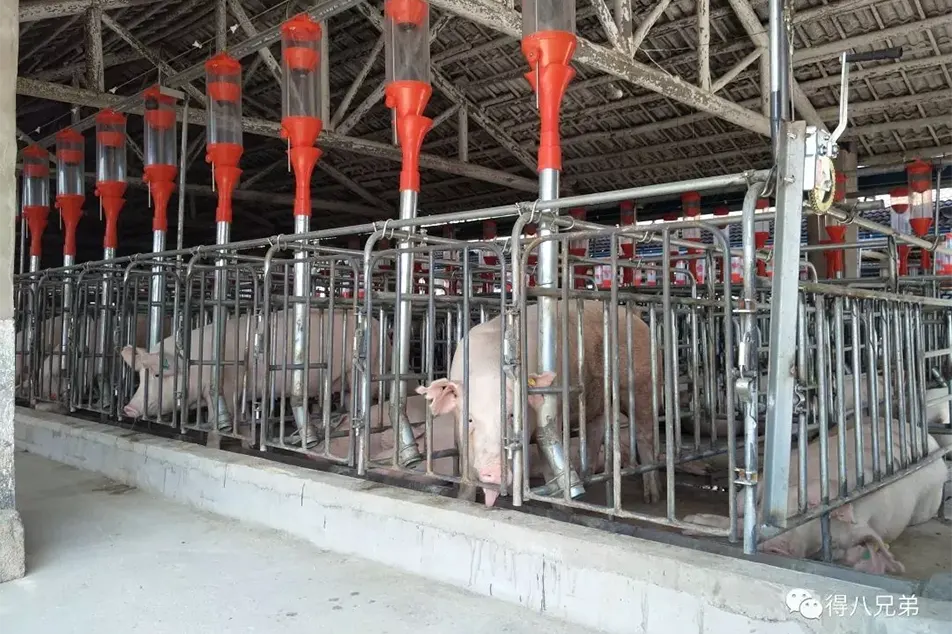 Feeding and management measures for farrowing sow