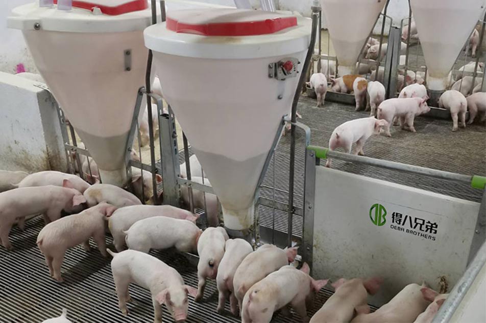 How to Choose the Right PIG FEEDER for Your Pig Farm: A Comprehensive Guide by Deba Brothers®