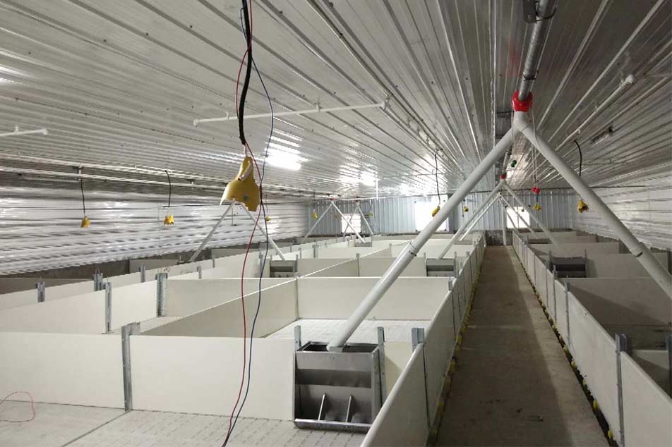 High-Quality Pig PVC Wall Panel Designs for Farrowing Crates - Debabrothers