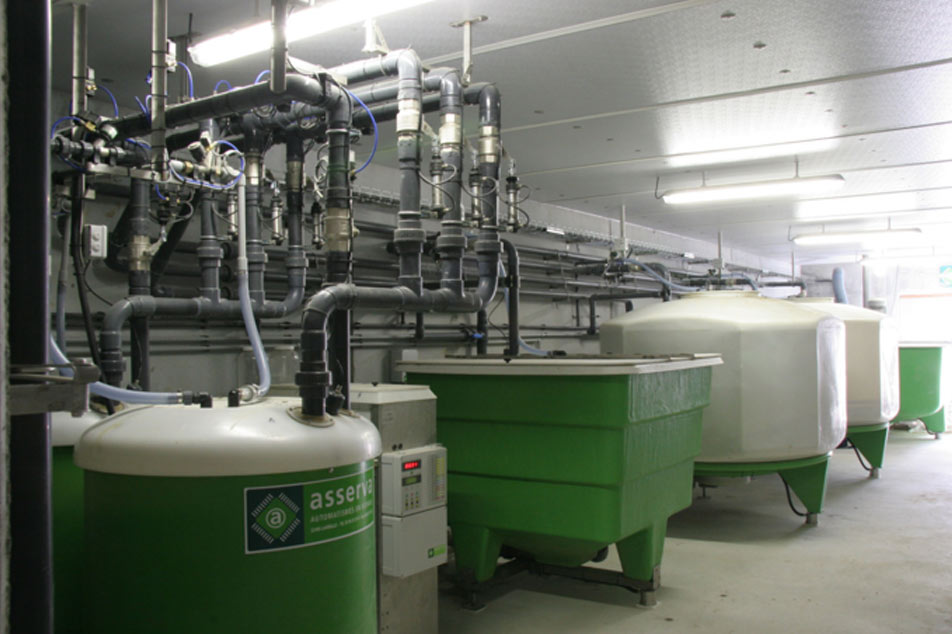 Liquid Feeding System Revolutionizing the Pig Industry: A Game-Changer for Pig Farms