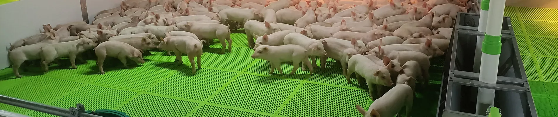 pig-floor